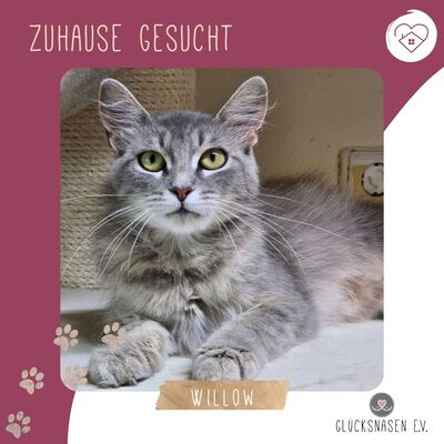 Süße Katze Willow packt gern ihren Koffer