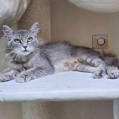 Süße Katze Willow packt gern ihren Koffer, EKH - Katze