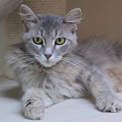 Süße Katze Willow packt gern ihren Koffer, EKH - Katze