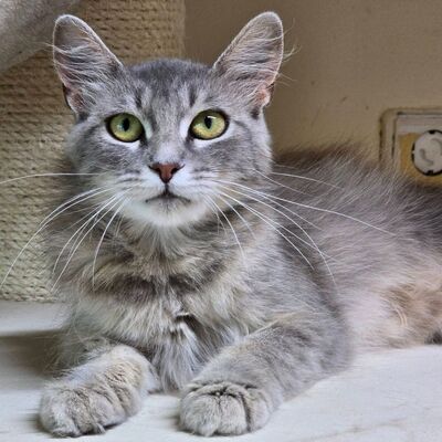 Süße Katze Willow packt gern ihren Koffer, EKH - Katze