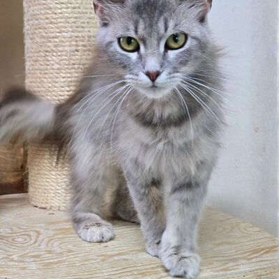 Süße Katze Willow packt gern ihren Koffer, EKH - Katze