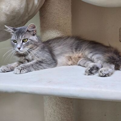 Süße Katze Willow packt gern ihren Koffer, EKH - Katze