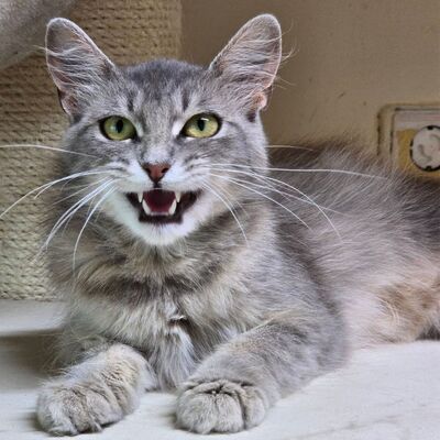 Süße Katze Willow packt gern ihren Koffer, EKH - Katze