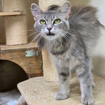 Süße Katze Willow packt gern ihren Koffer, EKH - Katze