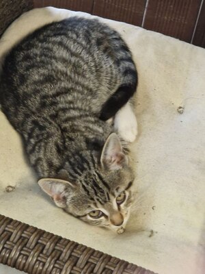 Süße, kleine Kätzchen suchen ein neues Zuhause, Kurzhaar Jungtier - Katze