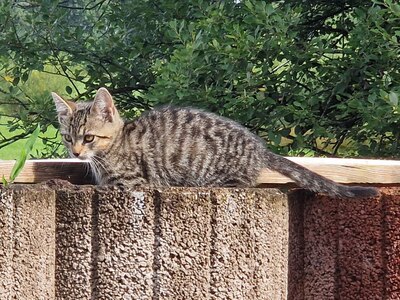 Süße, kleine Kätzchen suchen ein neues Zuhause, Kurzhaar Jungtier - Katze