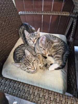 Süße, kleine Kätzchen suchen ein neues Zuhause, Kurzhaar Jungtier - Katze