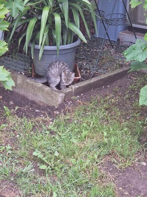 Süße, kleine Kätzchen suchen ein neues Zuhause, Kurzhaar Jungtier - Katze