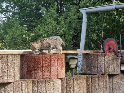 Süße, kleine Kätzchen suchen ein neues Zuhause, Kurzhaar Jungtier - Katze