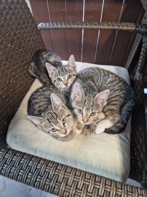 Süße, kleine Kätzchen suchen ein neues Zuhause, Kurzhaar Jungtier - Katze