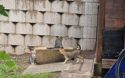 Süße, kleine Kätzchen suchen ein neues Zuhause, Kurzhaar Jungtier - Katze