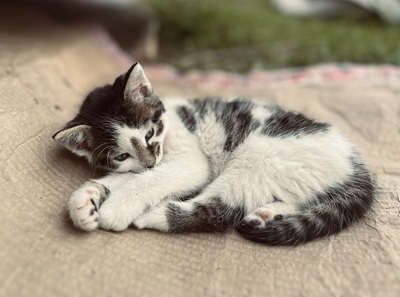 Süße kleine Schmusekätzchen suchen ein liebevolles Heim, Europäisch Kurzhaar (EKH) - Katze