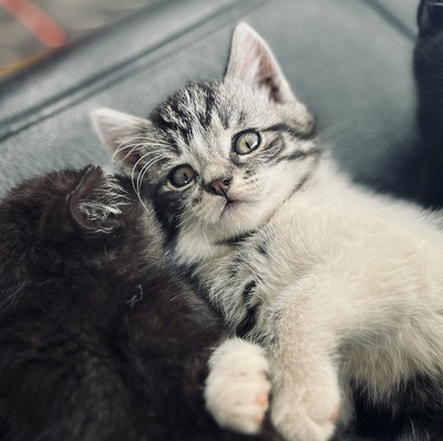 Süße kleine Schmusekätzchen suchen ein liebevolles Heim, Europäisch Kurzhaar (EKH) - Katze