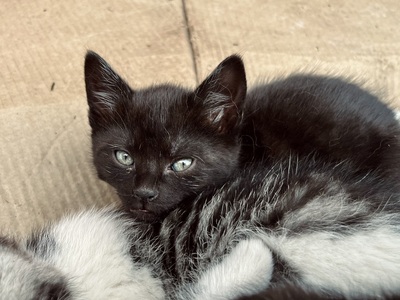 Süße kleine Schmusekätzchen suchen ein liebevolles Heim, Europäisch Kurzhaar (EKH) - Katze