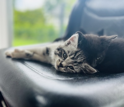 Süße kleine Schmusekätzchen suchen ein liebevolles Heim, Europäisch Kurzhaar (EKH) - Katze