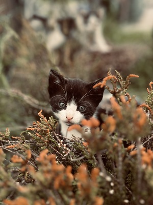 Süße kleine Schmusekätzchen suchen ein liebevolles Heim, Europäisch Kurzhaar (EKH) - Katze