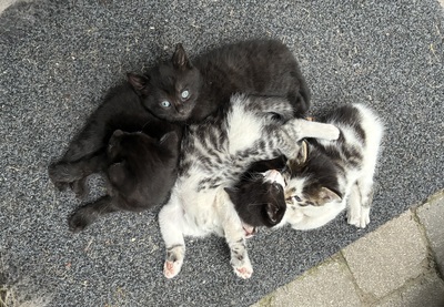 Süße kleine Schmusekätzchen suchen ein liebevolles Heim, Europäisch Kurzhaar (EKH) - Katze