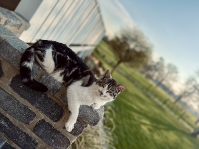 Süße kleine Schmusekätzchen suchen ein liebevolles Heim, Europäisch Kurzhaar (EKH) - Katze
