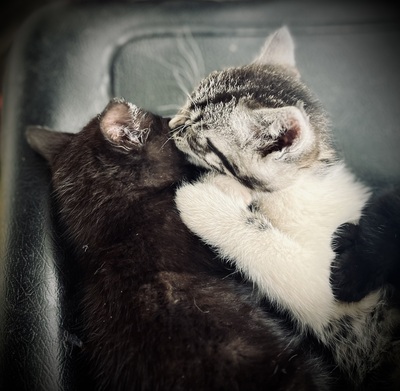 Süße kleine Schmusekätzchen suchen ein liebevolles Heim, Hauskatze - Katze