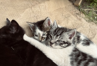 Süße kleine Schmusekätzchen suchen ein liebevolles Heim, Hauskatze - Katze