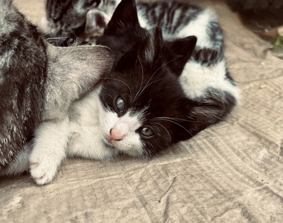 Süße kleine Schmusekätzchen suchen ein liebevolles Heim, Hauskatze - Katze