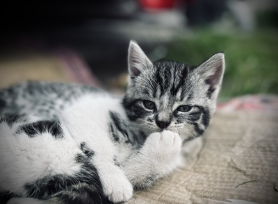Süße kleine Schmusekätzchen suchen ein liebevolles Heim, Hauskatze - Katze