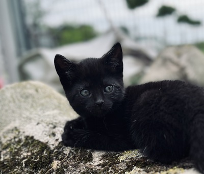 Süße kleine Schmusekätzchen suchen ein liebevolles Heim, Hauskatze - Katze