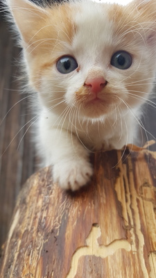 Süsse verschmusste Kätzchen, Hauskatze Jungtier - Katze
