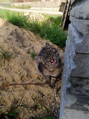 Süßes Katzenmädchen, Europäische Langhaarkatze - Hauskatze - Katze