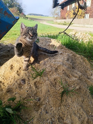 Süßes Katzenmädchen, Europäische Langhaarkatze - Hauskatze - Katze