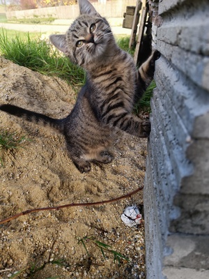 Süßes Katzenmädchen, Europäische Langhaarkatze - Hauskatze - Katze