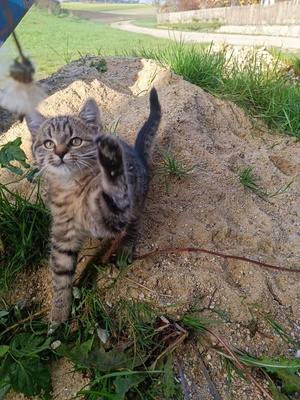 Süßes Katzenmädchen, Europäische Langhaarkatze - Hauskatze - Katze