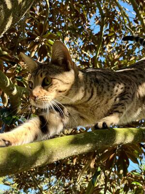 Sugar - eine zarte Schmusekatze, Savannah - Katze