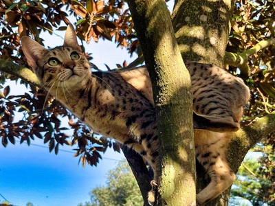 Sugar - eine zarte Schmusekatze, Savannah - Katze