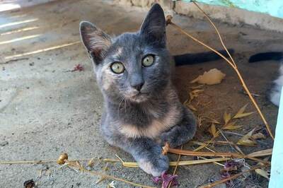 Sujin - Schüchternes Katzenmädchen, ca. 10 Monate, Mischling - Katze