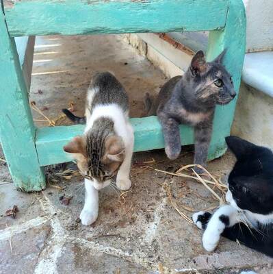 Sujin - Schüchternes Katzenmädchen, ca. 4 Monate, Mischling Jungtier - Katze