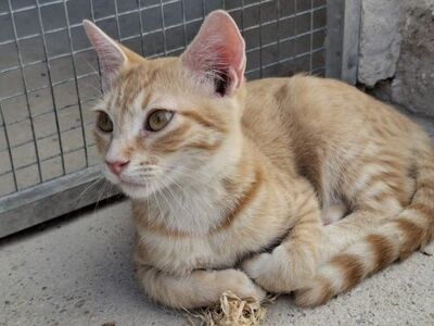 Sun, Europäisch Kurzhaar - Kater