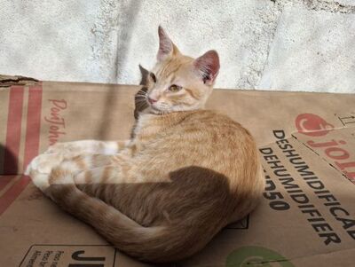 Sun, Europäisch Kurzhaar - Kater