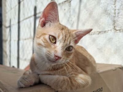 Sun, Europäisch Kurzhaar - Kater