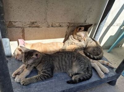 Sun, Europäisch Kurzhaar - Kater