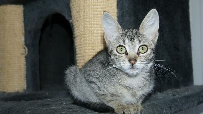 Sunny, Mischling - Katze