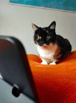 Sunny aus FFM sucht neues Leben - Katze