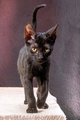Sunny - kleiner schwarzer Schmusebär, Mix Jungtier - Kater