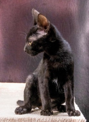 Sunny - kleiner schwarzer Schmusebär, Mix Jungtier - Kater