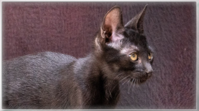 Sunny - kleiner schwarzer Schmusebär, Mix Jungtier - Kater