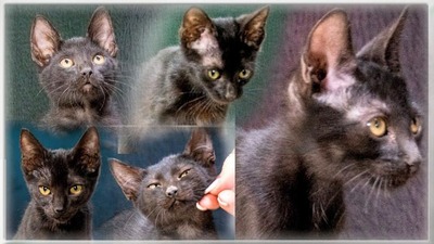 Sunny - kleiner schwarzer Schmusebär, Mix Jungtier - Kater