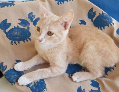 Sunnyboy - Süßer Jungkater, ca. 3 Monate, Mischling Jungtier - Kater