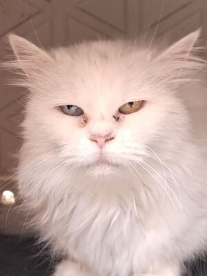 Sunshine (geb. Jan.2011) - Seniorin, EKH - Katze