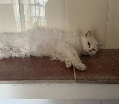 Sunshine (geb. Jan.2011) - Seniorin, EKH - Katze