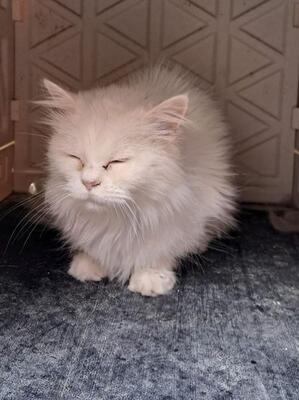Sunshine (geb. Jan.2011) - Seniorin, EKH - Katze